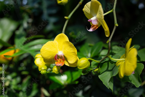 Closeup of yellow orchid in Singapore