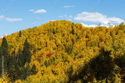 Fototapeta Naklejka Na Ścianę i Meble -  Colorful forest in a beautiful autumn landscape in Svaneti. Georgia