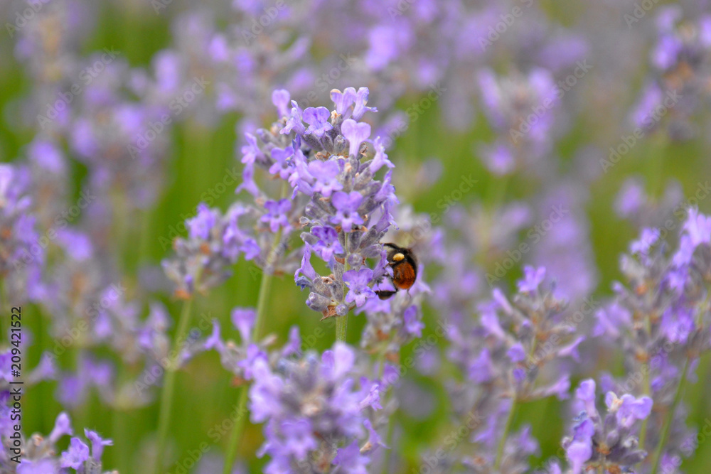 bee in a lavender garden bee in a lavender garden