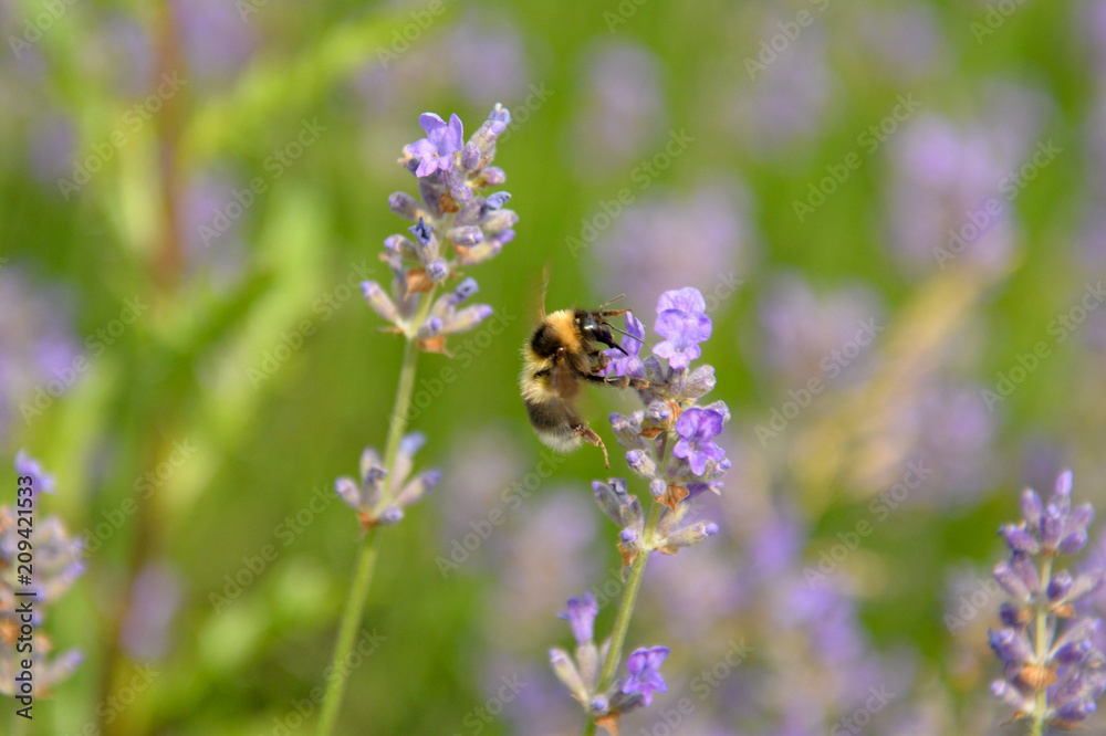 bee in a lavender garden bee in a lavender garden