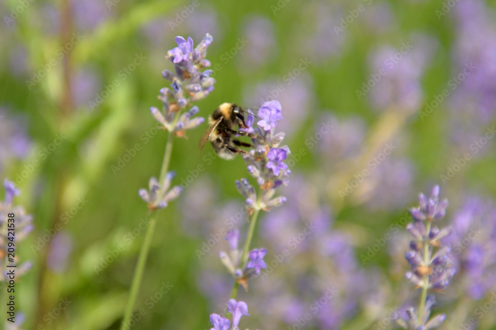 bee in a lavender garden bee in a lavender garden