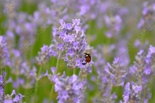 Fototapeta Naklejka Na Ścianę i Meble -  bee in a lavender garden
