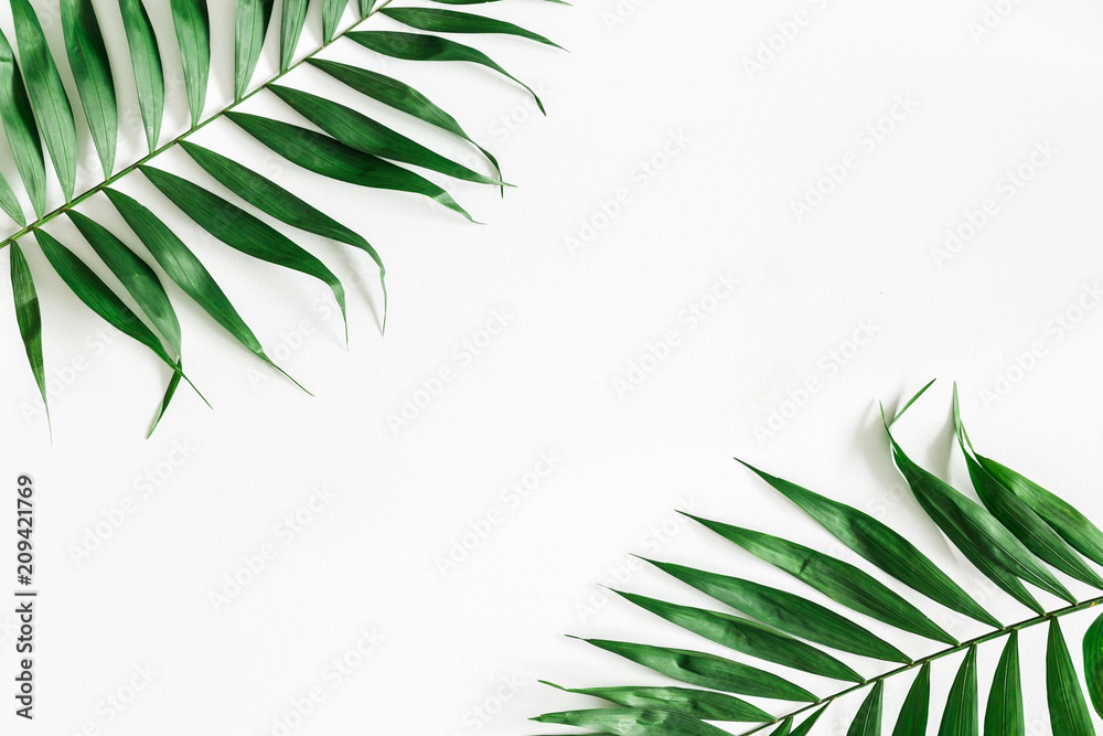 Tropical palm leaves on white background. Summer concept. Flat lay, top view, copy space, close up