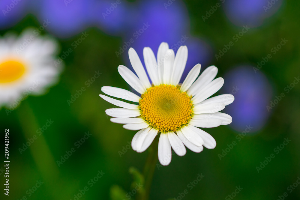 Fototapeta premium Flowering. Chamomile. Blooming chamomile field, Chamomile flowers. Natural herbal treatment
