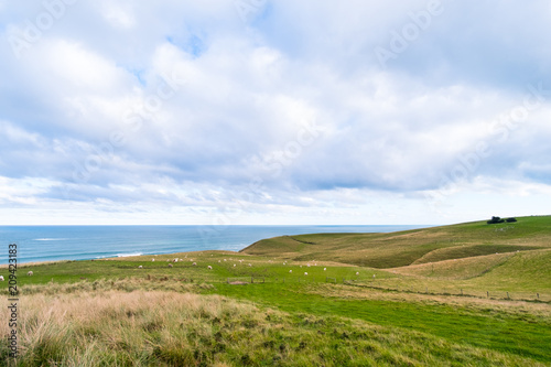 Agriculture sheeps, grassland and sea with cloudy scene. Slope point, catlins, New Zealand