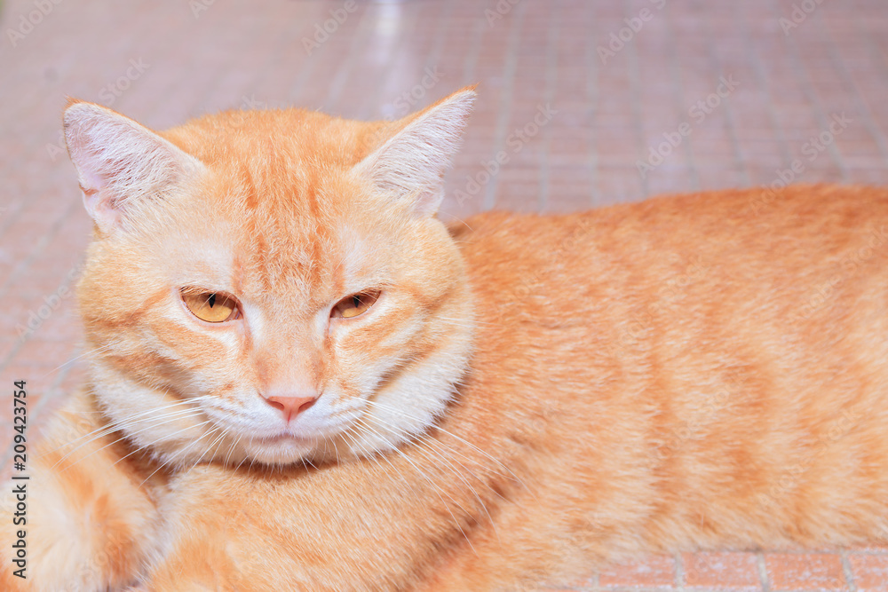 close up ginger cat relax beautiful and lovely On floor Orange tile mosaic