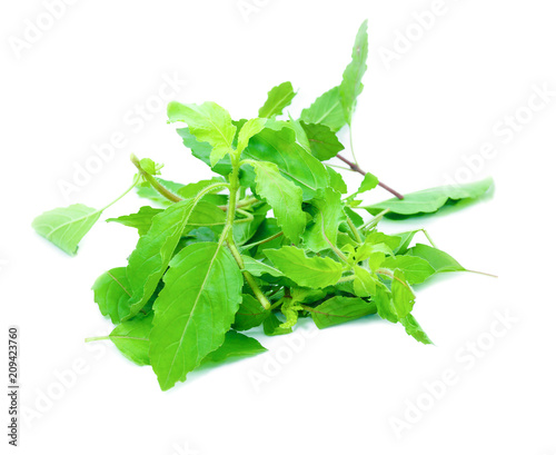  basil leaves herb pile on white background (Ocimum basilicum), vegetable Nourish the health body