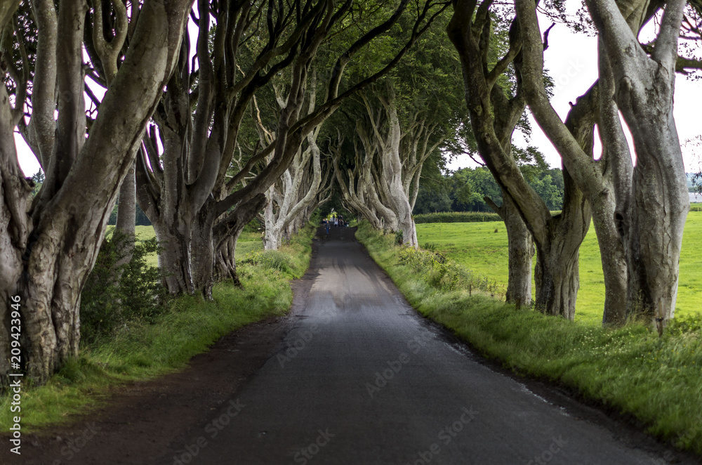 Dark Hedges, Ballymoney, Northern Ireland