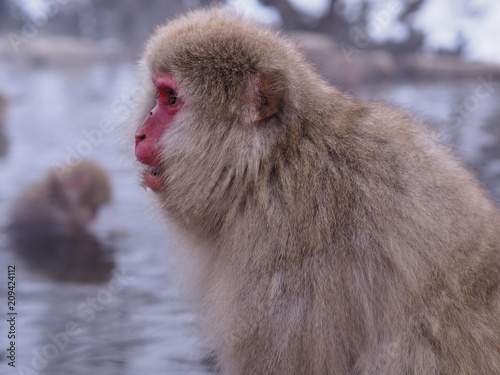 Snow monkey park