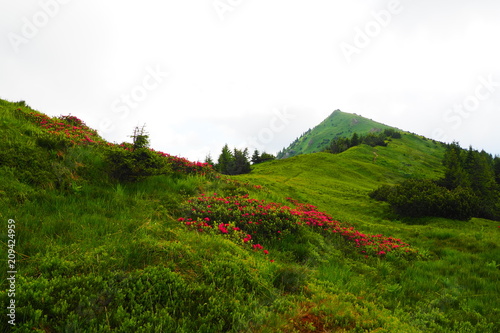 Naturerlebnis Klammspitze - Hirschwang Ammergebirge photo