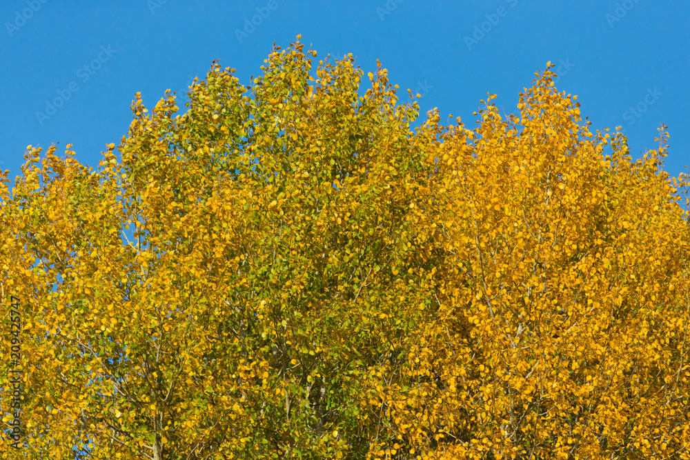 Trees with yellow leaves against the sky. Autumn