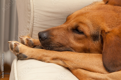 Cute Sleepy Dog