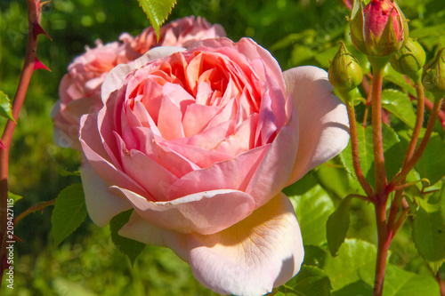 Rosa 'Abraham Darby'