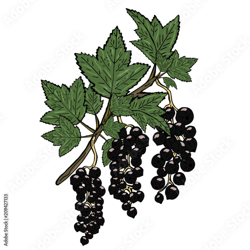Branch of a black currant with green leaves. Vector illustration on white background.