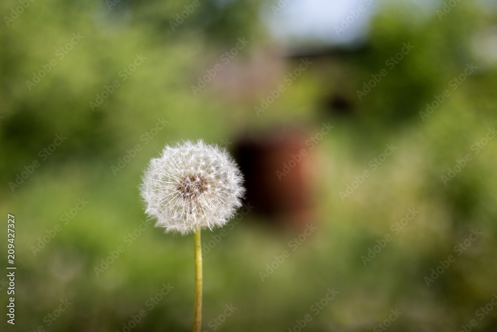 White lonely dandelion