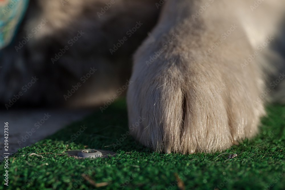 Paws of the Alaskan Malamute Paws of the Alaskan Malamute
