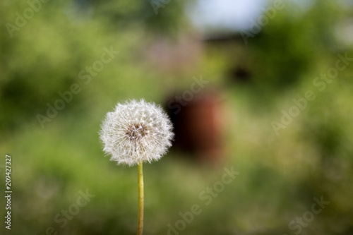 White lonely dandelion