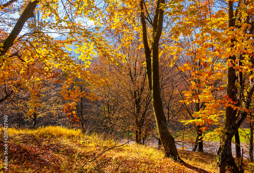 Naklejka las na zboczu wzgórza w pomarańczowym ulistnieniu. piękne krajobrazy przyrody w jasny dzień w Karpatach