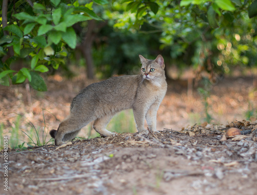 israeli cats