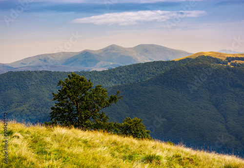 tree behind the grassy slope in high mountains. beautiful summer landscape with Svydovets ridge in the distance