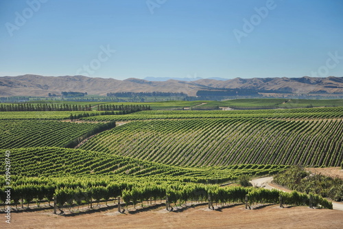 New Zealand. Vineyards of Marlborough