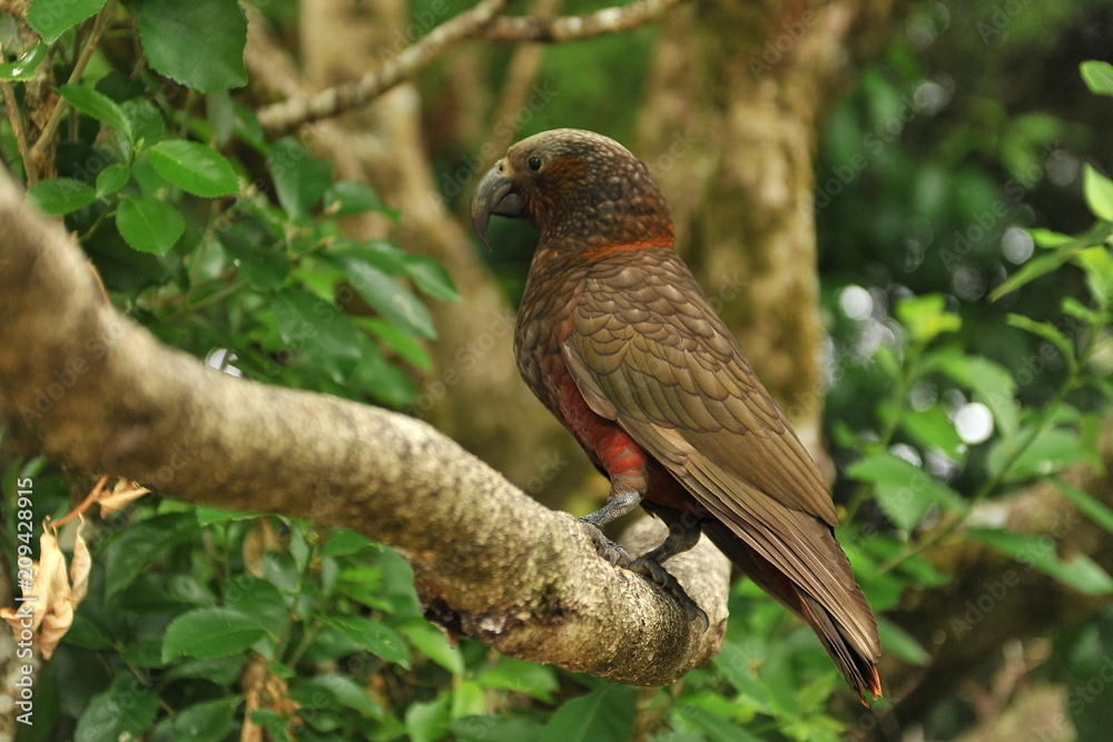 Parrot Kaka lives in New Zealand Parrot Kaka lives in New Zealand