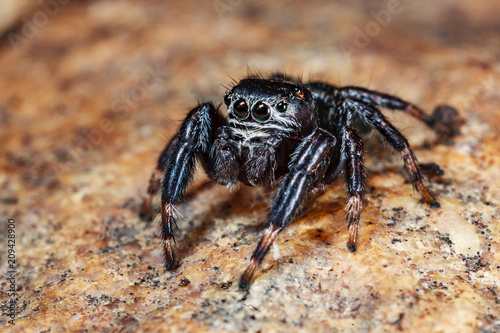 Evarcha arcuata Jumping Spider Macro Shot in nature