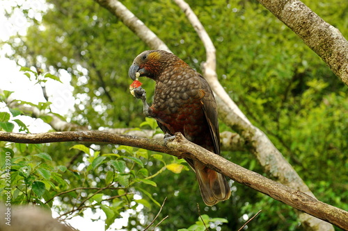 Parrot Kaka lives in New Zealand