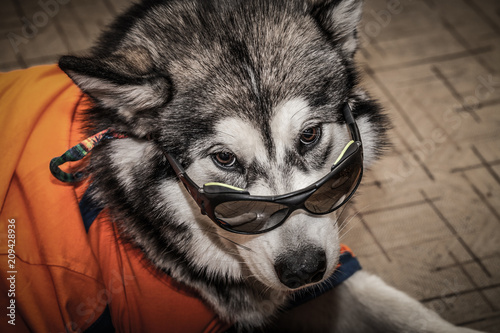 Young alaskan malamute with t-shirt and glasses lays on a linoleum floor. Selective focus. Shallow depth of field. Toned