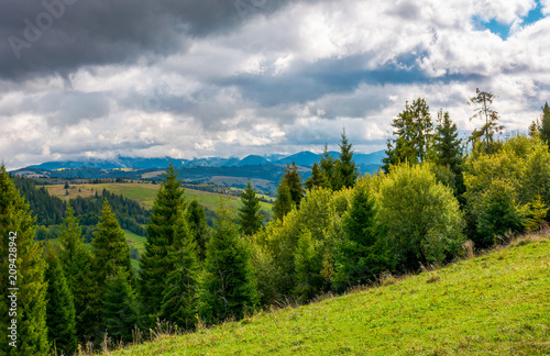 Fototapeta zalesione wzgórza Karpat. piękny krajobraz z grzbietem górskim w oddali