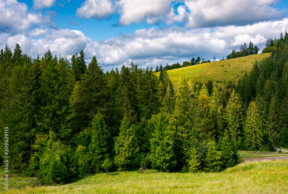 spruce forest on the grassy hillside. lovely landscape with gorgeous sky