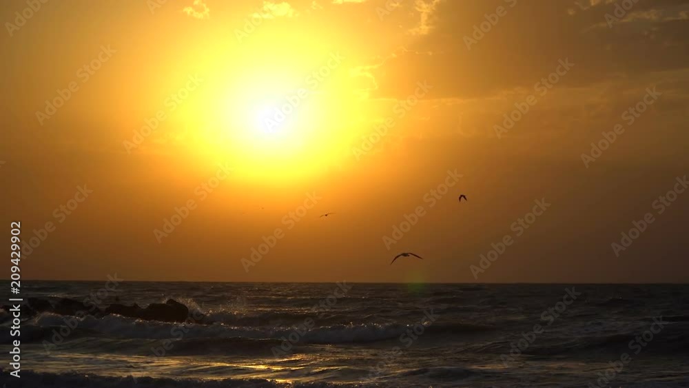 Seagull flies into the sky towards the sun. Sunset Slow Motion Seagull flies into the sky towards the sun. Sunset Slow Motion