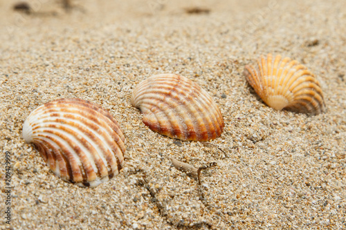Tres conchas en la arena