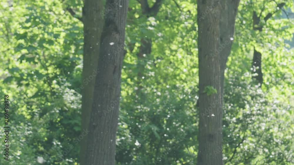 Slow motion poplar fluff floating in air in front of trees Slow motion poplar fluff floating in air in front of trees