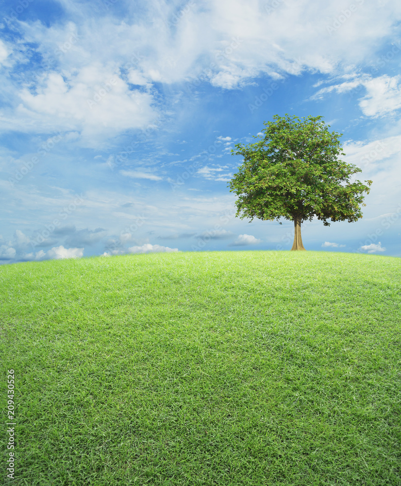 Bức ảnh về cây và cánh đồng cỏ thật là đẹp mắt và bình dị. Hãy để cho hình ảnh của cây xanh và cỏ to bồng bay mang lại cho bạn những trải nghiệm về thiết kế nội thất thân thiện với môi trường.