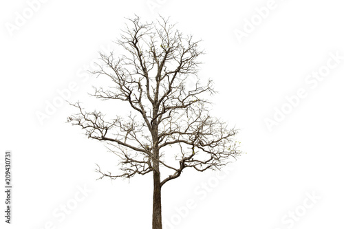 Deciduous tree isolated on white background.