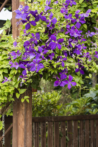 Purple flowers clematis on a wooden pergola.