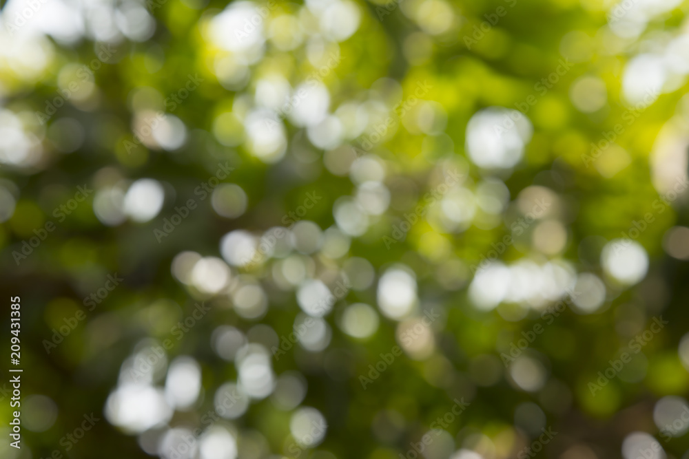 Background image blur Beautiful bokeh.