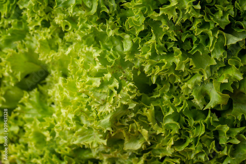 Seamless abstract background. Green salad leaves background. Fresh lettuce leaves close-up.