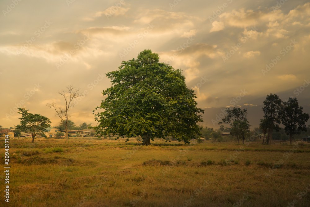 Tree with light golden sky. Tree with light golden sky.
