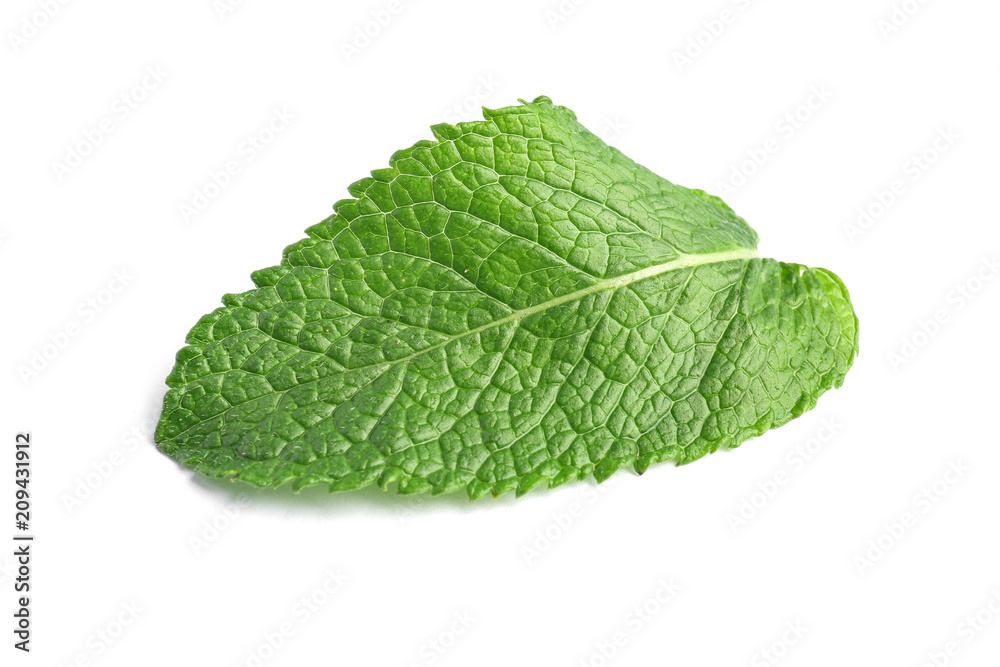 Fresh green mint leaf on white background Fresh green mint leaf on white background