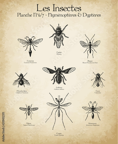 Gravures anciennes insectes N°6/7