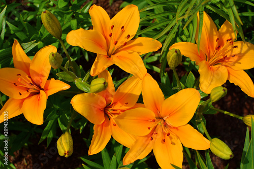 Top view of five bright yellow orange lily flowers and green buds on garden bed in sunny summer day.
