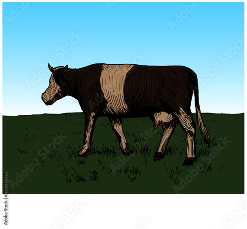 Cow illustration