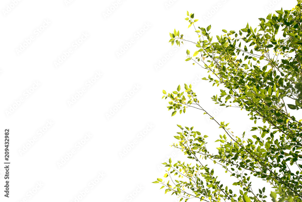 The branches are green leaves isolated on white background. The branches are green leaves isolated on white background.