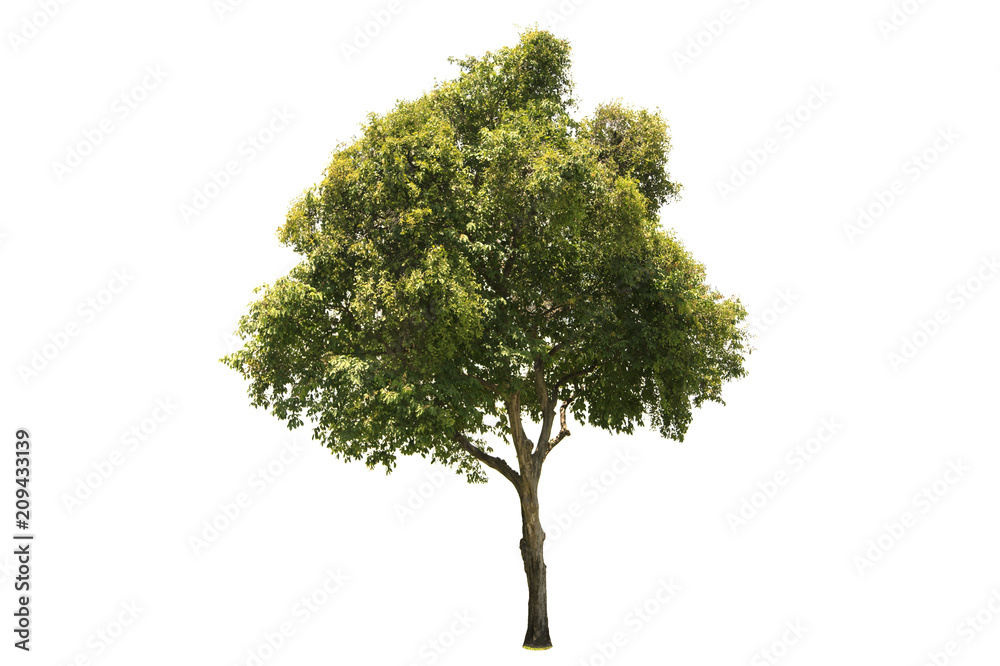Fototapeta premium Tree isolated on white background Suitable for use.