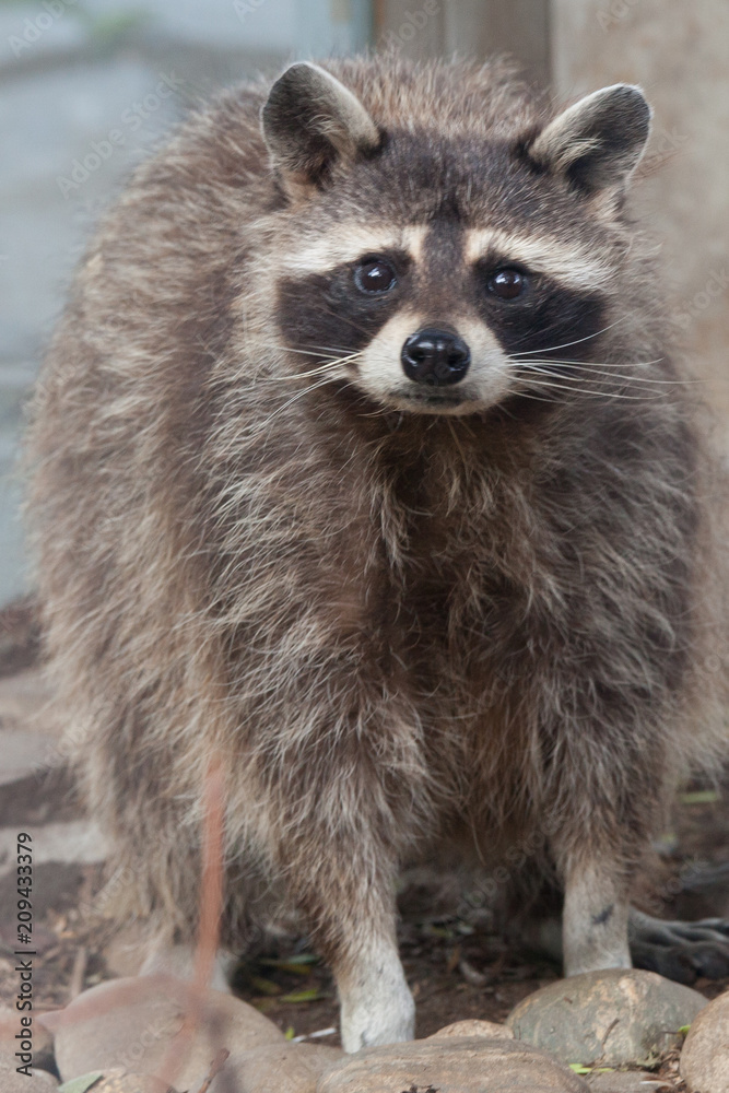 Raccoon in Moscow Zoo