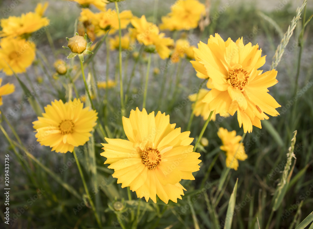 Photo of the branch of yellow flowers. Close-up Photo of the branch of yellow flowers. Close-up