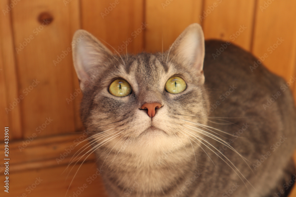 cat, animal, kitten, pet, eyes, portrait, fur, animals, eye, adorable, face, kitten, gray, nature cat, animal, kitten, pet, eyes, portrait, fur, animals, eye, adorable, face, kitten, gray, nature