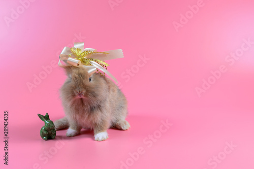 brown rabbit on pink background with golden bow on head and green rabbit doll.